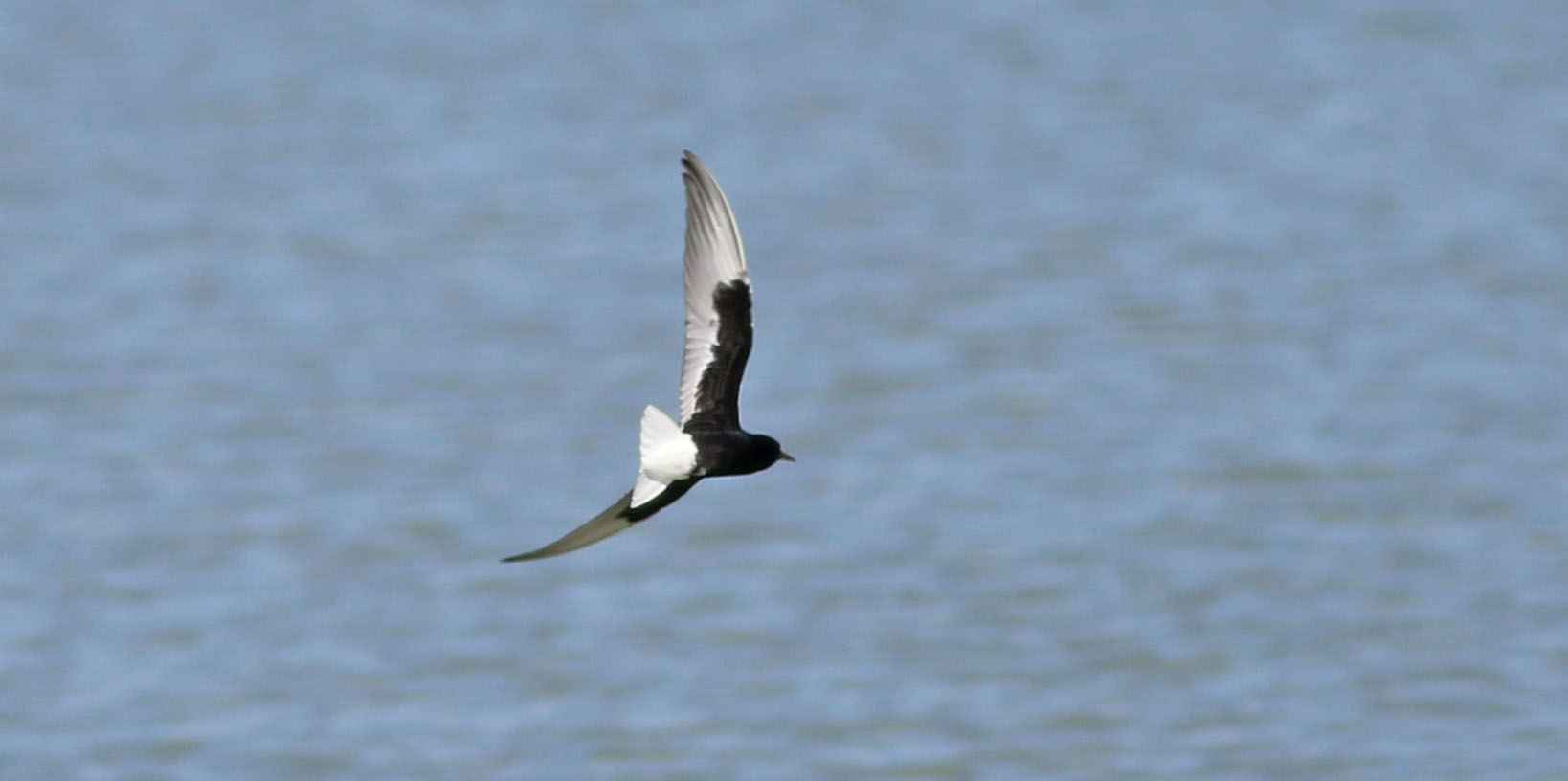 White-winged Tern